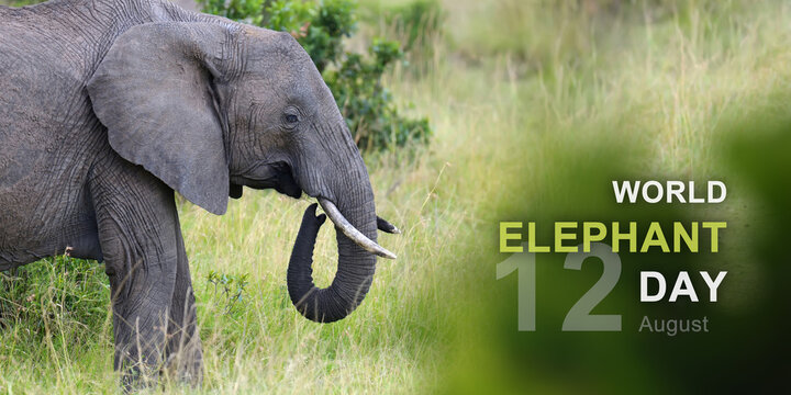 World elephant day - Powered by Adobe