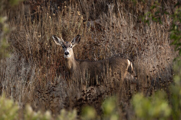 A male deer with brown grass and bushes