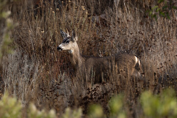 A male deer with brown grass and bushes