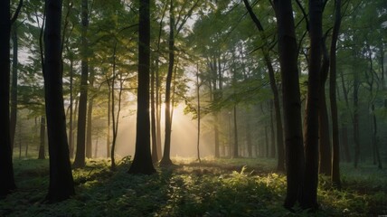Naklejka premium Sunlit Forest Path: Mystical Dawn in the Woods
