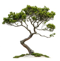 Fototapeta premium A Twisted Green Tree Stands Isolated On White