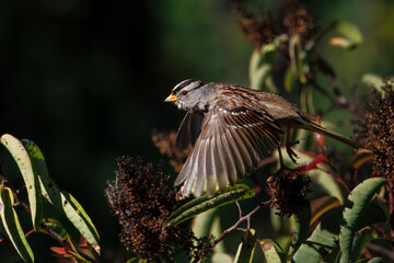 a sparrow flying off the bush