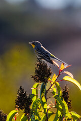 Closeup of a Myrtle Warbler bird
