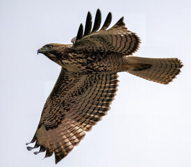 Closeup of a flying eagle 