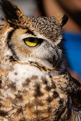 Closeup of the eyes of Owl