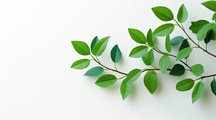 Green Leaves on White Background with Recycle Symbol in Focus for Sustainable Living and Eco-Friendly Concepts in Nature