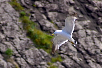 小伊津海岸の洗濯岩　島根　小伊津海岸　海鳥　カモメ　かもめ