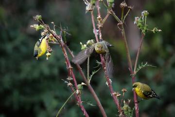 Closeup of a lesser goldfinch bird taking flower seeds