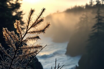 Obraz premium Frost-covered pine branch silhouetted against a misty ocean sunset.