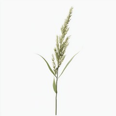Fototapeta premium Delicate Blade of Grass with Long Green Stalk and Flowering Seed Heads Isolated on Soft Background
