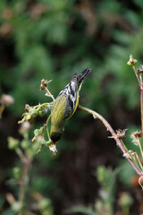 Closeup of a lesser goldfinch bird taking flower seeds