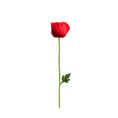 Obraz premium Single Red Flower Standing Tall on Isolated Black Background
