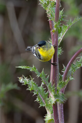 Closeup of a lesser goldfinch bird taking flower seeds