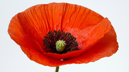 Bright Red Poppy Isolated on White Background
