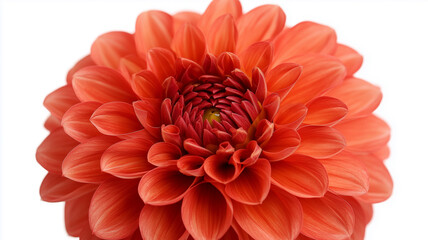 Chrysanthemum Isolated on White Background
