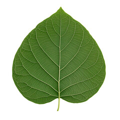 Obraz premium Close-up of a Single Green Leaf with Intricate Veins and Texture