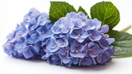 Obraz premium Blue Hydrangea Isolated on White Background 