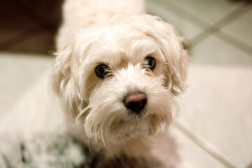 A cute little fluffy Maltese dog is lying on the floor in the hallway and looking away. Copy space