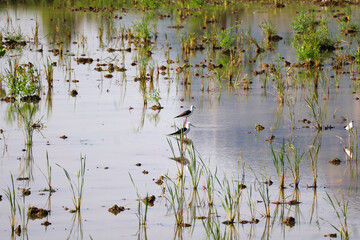 Wetland landscape with black-winged stilt (Himantopus himantopus) birds