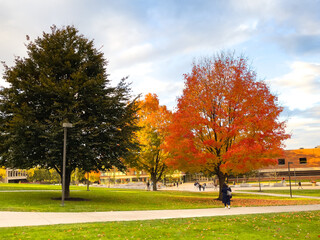 autumn trees in the park, green, yellow, orange