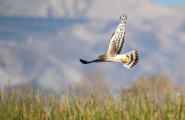 Northern harrier in flight over a marsh looking for prey