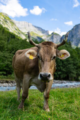 Dairy cows. Cow at meadow. Cattle in grass field. Cow in grassy pasture. Cow in the countryside. Cows graze on summer meadow. Rural landscapes with cows. Cows in a pasture. Cattle cow grazing on