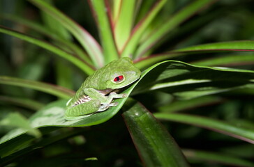 Rotaugenlaubfrosch (Agalychnis callidryas) in Costa Rica