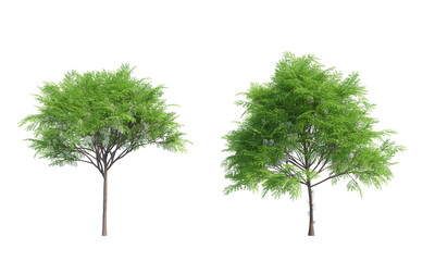 Honey Locust tree set front view png alpha channel