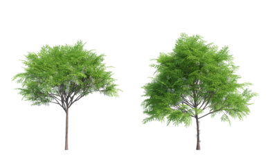 Honey Locust tree set front view png alpha channel