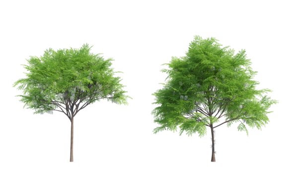 Honey Locust tree set front view png alpha channel