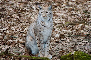 Europäischer Luchs (Lynx lynx)