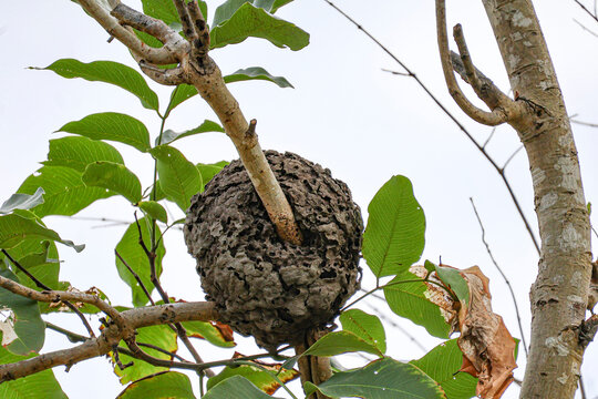 A colony's arboreal carton nest ants Crematogaster castanea. Close up