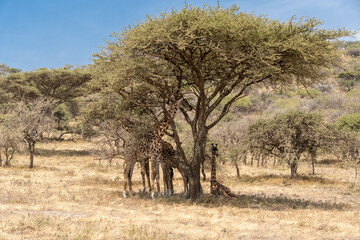 Family of giraffe with cub at Serengeti National Park Tanzania during dry season.