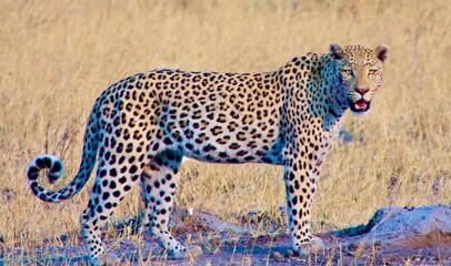 Leopard (Panthera pardus) in yellow weed