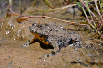 Gelbbauchunke // Yellow-bellied toad (Bombina variegata) - Bückeberg, Deutschland