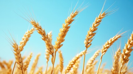 close-up of golden wheat swaying 