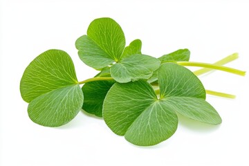 Fresh Pea Shoots - Vibrant Green Leaves