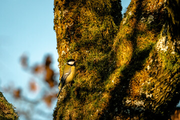Eine Kohlmeise an einem mit Moos bewachsenem Baum.
