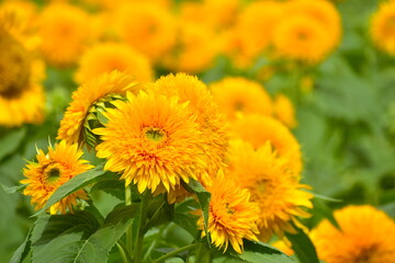 向日葵　ひまわり　ヒマワリ　広島　世良高原農場