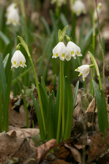 Leucojum vernum, spring snowflake, St. Agnes' flower, snowbell, Amaryllidaceae, spring, white, flowers, vertical