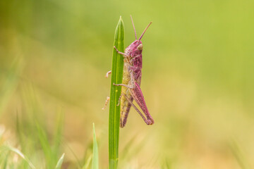 pink grasshopper, magenta, orthopteran, erythrosis, insect, unusual, on grass, chorthippus, grasshopper, hopper, leaf, leg, cricket, macro