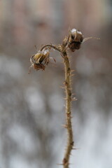 dry rosehip berries on a branch
