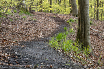 forest path, hiking path, trail, hiking, hiking, narrow path, uphill, forest, trees, path