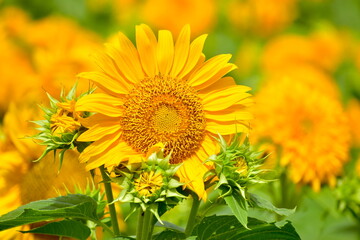 向日葵　ひまわり　ヒマワリ　広島　世良高原農場