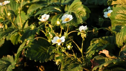 Blooming strawberry plant. Lots of beautiful white flowers of flowering strawberries in high bed of...