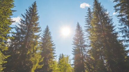 Fototapeta premium Sunlight Through Tall Evergreen Trees in Forest
