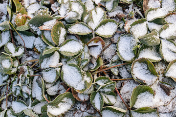 strawberry leaves covered with frost in the first autumn frosts