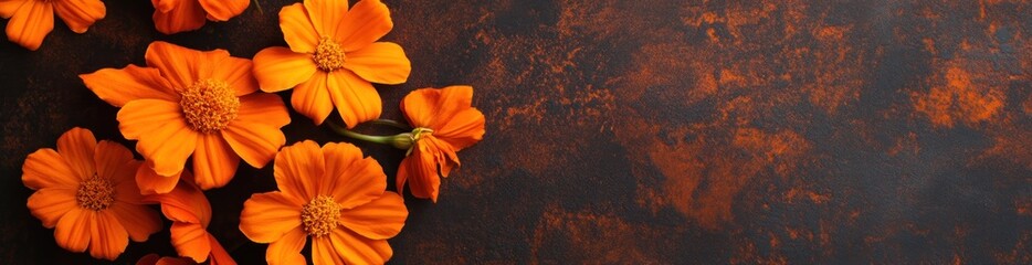 Fototapeta premium Orange cosmos flowers on dark brown textured background.