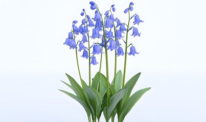 Obraz premium Bluebells blooming, spring flowers, white background, nature photography, website design
