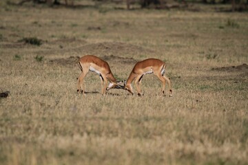Two Impalas Grazing in the Open Savannah, Serengeti National Park, Tanzania, Afirca